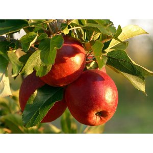 Jabloň domáca (Malus domestica) ´GALA´ - zimná, výška 120-150 cm, voľnokorenná